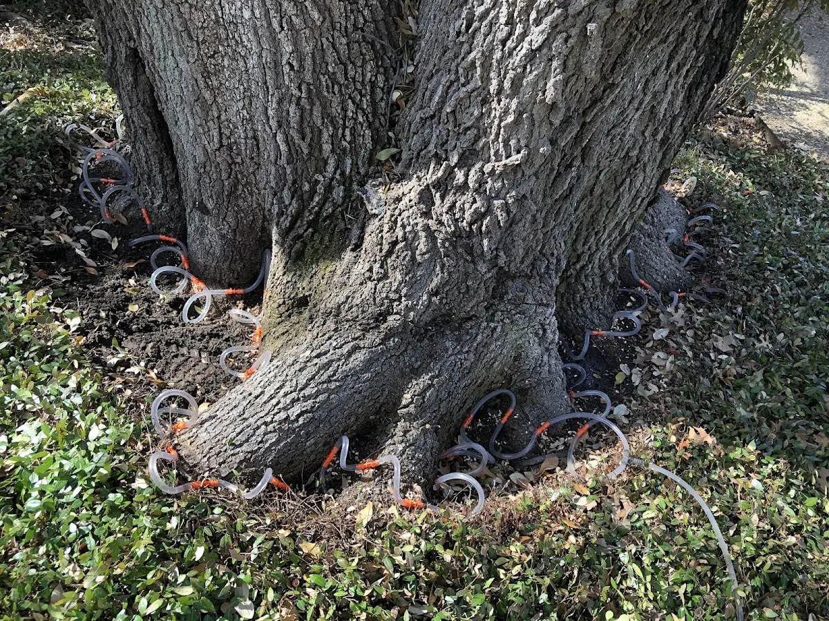 Detailed Tree Cabling and Bracing job site in Minooka