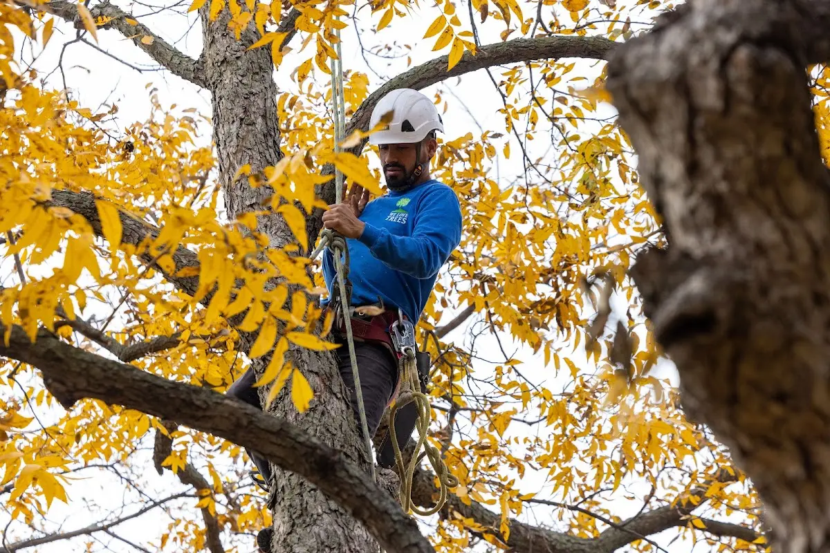 Skilled Tree Planting crew working in Minooka